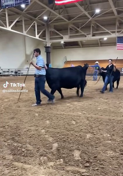 collins5cattle (@collins5cattle)’s videos with My Happy Song - Super Simple Songs