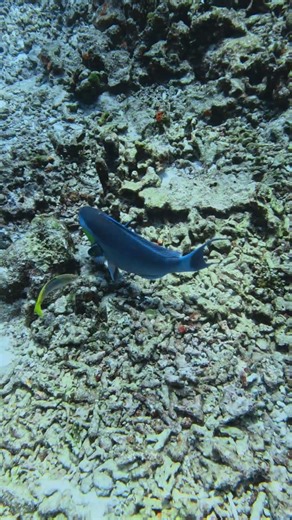 🇹🇭 Le poisson le plus coloré des Similan !