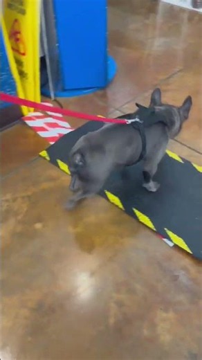Terrified, Incontinent Frenchie Was THREE MINUTES From Euthanasia [STORY BELOW]