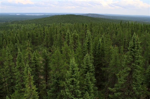 Endangered species makes stunning return to habitat decades after disappearance — here's what you need to know