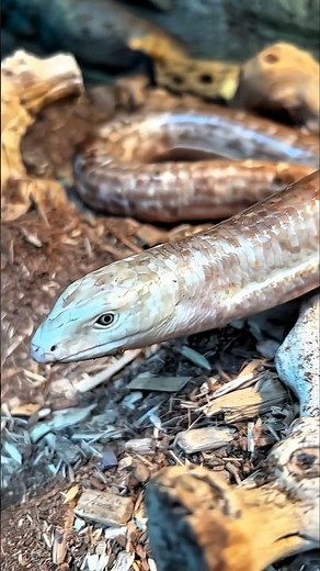 The Legless Lizard – Nature’s Amazing Illusion!