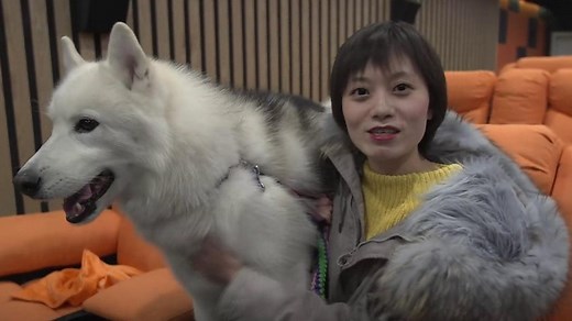 China Covid: Outrage after pet dog killed by health workers - BBC News