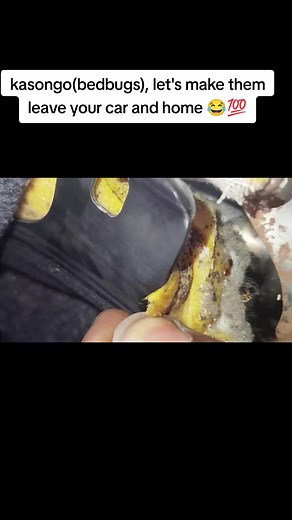 Bedbugs can indeed infest cars, though it’s less common than in homes. They typically hitch a ride into your vehicle via clothing, luggage, or infested items, rather than seeking out cars on their own. Once inside, they hide in seams of seats, under floor mats, or in crevices, feeding on human blood when the car is in use. Signs of an infestation include small reddish stains, dark fecal spots, shed skins, or itchy bites after driving. They can survive for months without a meal, thriving in tempe