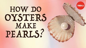 How do oysters make pearls? | TED-Ed
