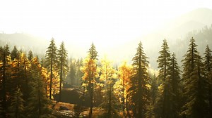 The sun is shining through the trees in the forest. beautiful sunset