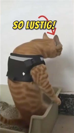 What's wrong with them? 😂 The funniest cats in the world!