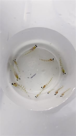 Reconstructing food webs to reveal a dynamic Gulf of Maine