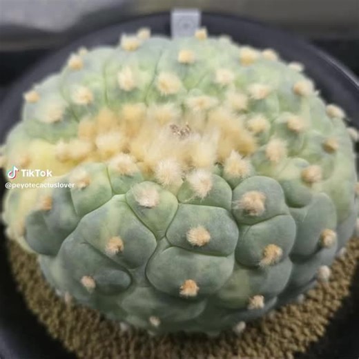This peyote cactus embodies centuries of natural resilience. With its gentle, spineless surface and iconic button shape, it brings a sense of calm and connection to any space. Grown responsibly and nurtured with care, this plant is perfect for those who appreciate nature's quiet, sacred beauty. #planttoktok #cactus #gardentok #naturetok #peyote