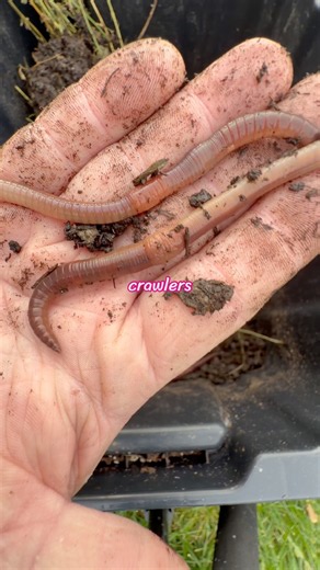What Happens Inside a Worm Cocoon? 🔎 #nature #science