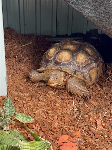 97 reactions | Poppy the Prairie Dog on Reels | Facebook