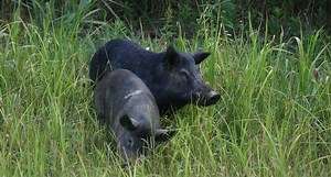 Texas Woman Attacked and Killed by Feral Hogs