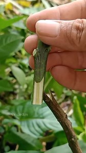 11K reactions · 1.2K shares | several methods and techniques for grafting fruit trees | Abi Garden | Facebook