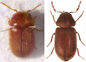 Drugstore and Cigarette Beetles