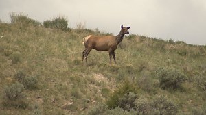 Livestock disease found in elk in Montana's Ruby Mountains