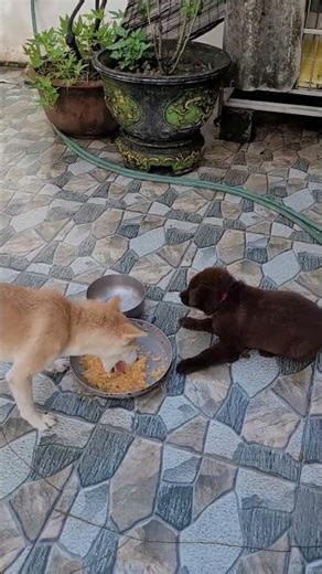 "Dogs fighting over food? The truth will shock you!"
