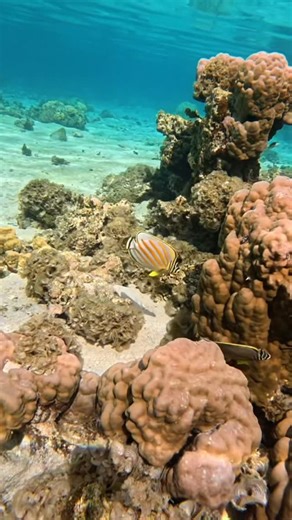Aquatic Poesy on Instagram: "These fishes mate for life and even when they partner die they stay alone 🥲 that’s love 🩵 #aquaticpoesy #snorkeling #tahiti #underwaterlove"