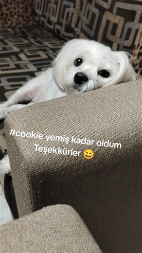 #tiktokviral #Türkiye #keşfetimiaçtiktok #bbbbbbbbbbbbbbbbbbbbbbb#fbbbbbbbbbbbbbyyy