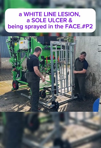 #hooftrimming#podologia bovina#bovino#cows#cattle#farm#farming#dr pimplepopper#thetoebro#satisfying#wow#graemeparker#thehoofgp#thehoofdoc#thehoofdoctor#dairycows#dairyfarm#hoofpicking#horsehoof#canker#horsechestnut#farrier