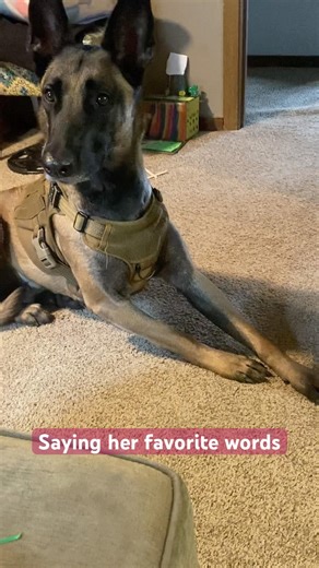 Didn’t even get to all her favorites. 🤣 #belgiummalinois #puppy #funnydogs