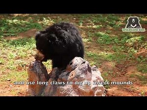 Sloth Bear Enjoys His Termite Mound