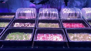 1.4K views · 43 reactions | A quick update of the on going Micro Herb  trials at the AutoPot RnD facility in the UK..... pretty much cracked it when using punnets and paper confetti...... Oh and an easy2propagate of course..... more equipment coming in next week to test.... once all in we’ll start loading up the Danish Trollies ...... put everything on a time lapse and compare all the LED’s ... should be interesting  | AutoPot Watering Systems | Facebook