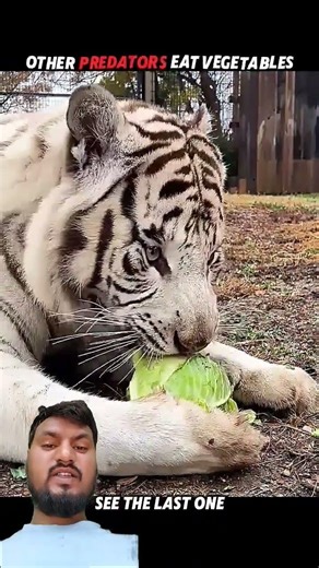 Other Predators Eat Vegetables... But Lions? Absolutely Not!