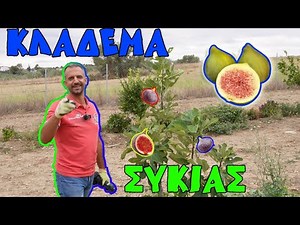 ΣΥΚΙΑ ΚΛΑΔΕΜΑ: Πότε; Πώς; &Μέτρα προστασίας για Κλάδεμα Διαμόρφωσης Δέντρου!