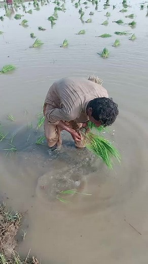 Transplanting Rice Seedlings: A Step-by-Step Guide