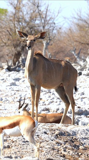 52K views · 503 reactions | The striking Kudu watches over a grazing herd of Springboks, a scene of peaceful coexistence in the wild. #namibia #etosha #kudu #safari #travel #wildlife #traveller #visitnamibia #africansafari #explore #wildlifephotography #madbookings | Nwrnamibia | Facebook