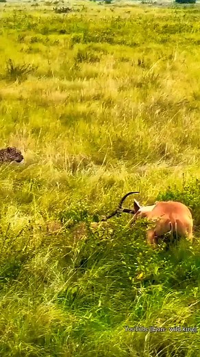 6.8M views · 10K reactions | Leopard Try To Attack On Two Fighting Impala #reels | Kleva Technology | Facebook
