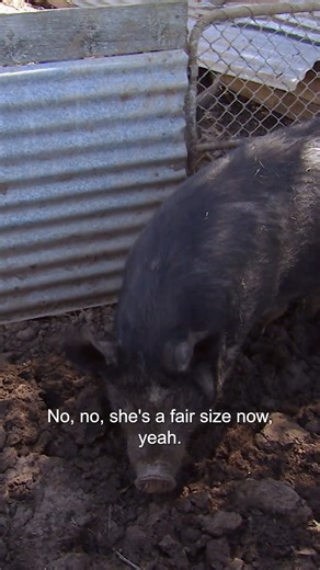 Why were the piglets all stillborn? 🥺 | Bondi Vet