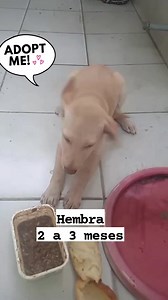 Caso Externo Está hermosa y muy amorosa cachorrita recién rescatada NECESITA UN HOGAR RESPONSABLE URGENTE TIENE UNOS DOS A TRES MESES PARECE QUE SERA MEDIANA A GRANDE MÁS INFORMACIÓN AL 098 785 9545 COMPROMISO DE ESTERILIZACIÓN | Adopción Animal Guayaquil - AG | Facebook