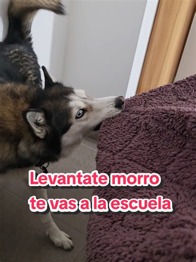 Husky Wakes Up Owner for School