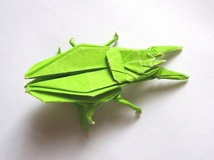 How to Origami a ground beetle