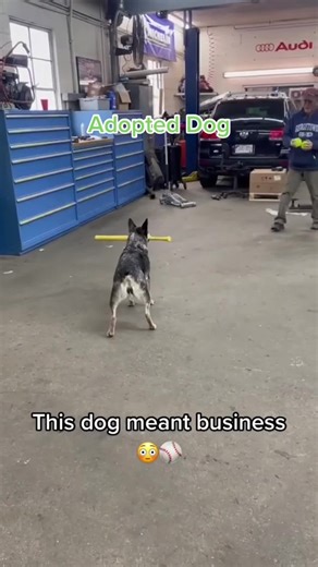 Playful Dogs in Action: Fun Moments Captured