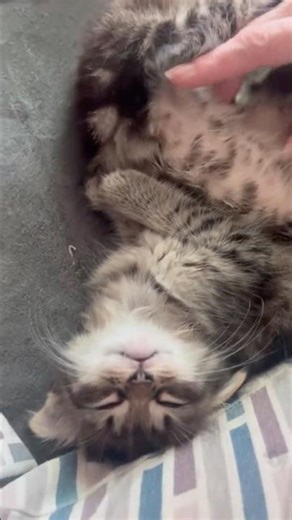 Low battery 🪫 🐱