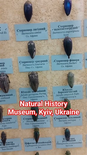 JEWEL BEETLES, FLATHEADED BORERS, WOOD-BORING BEETLES, Buprestidae, LONGHORN BEETLES, Cerambycidae.