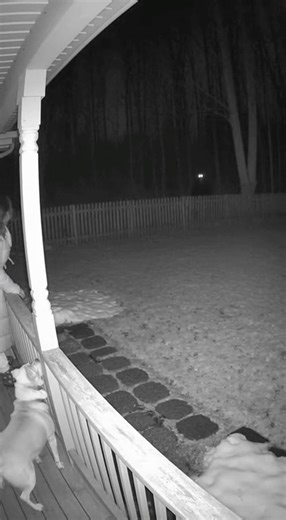 Danger in the Forest: Light in the Eyes