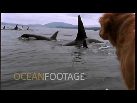 Ocean Footage: Dog watches killer whales