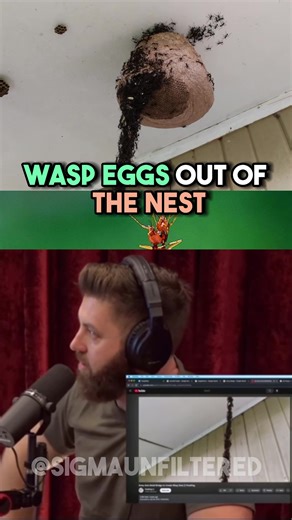 Army Ants Invade Wasp Nest | Unbelievable Wildlife Encounter