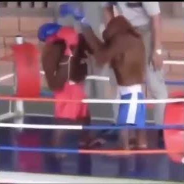 two monkeys boxing (meme)