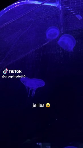 Exploring the Beauty of Moon Jellyfish