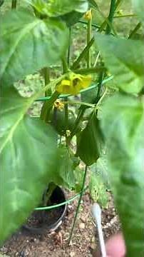 ￼Hand pollinating Tomatillo￼ plants ￼