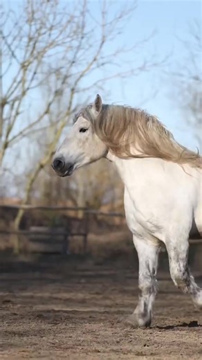 #france 🇫🇷 #percheron #france #tiktokfrance🇨🇵 #tiktokfrance