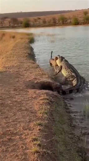 🔥 Struggle! Can a Bitten Leopard Escape the Croc? 🤯 생존! 악어에게 물린 표범, 살아남을 수 있을까? #Leopard #Crocodile