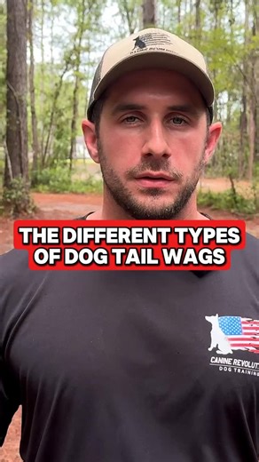 85K views · 898 reactions | Understand your dog better by being able to read their body language! That includes the tail and the tail wag  watch our in-depth dog body language breakdown on our YouTube channel where we cover more than just the tail wag  #dog #dogtrainer #dogtraining #dogbodylanguage #doglovers | Canine Revolution Dog Training | Facebook