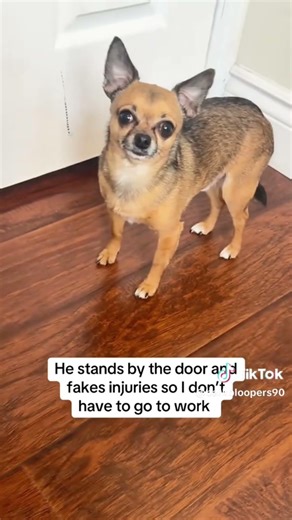 Dog Reactions Ranked From Bad to Worst 😭 #dog #funny #compilation #drama