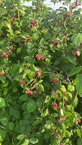 6.1K views · 107 reactions | Rio AGRO Ltd  Rio AGRO Littau Harvester Berry Innovation the best partners in Europe #rasberries #blueberry | Rio Agro | Facebook