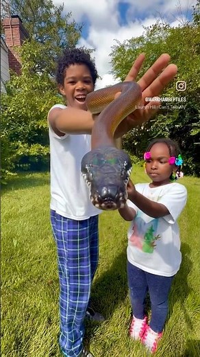 Northern White Lipped Python - Expert Handling