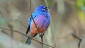 24K views · 2.2K reactions | Rose-bellied bunting beeps (Passerina rositae) . It is a species of bird in the family Cardinalidae, the cardinals or cardinal grosbeaks. It is endemic to a very small area of ​​southern Mexico. | BIRDS & Nature | Facebook